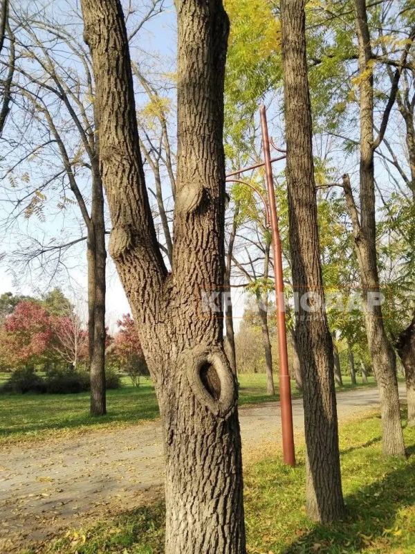 ���������� ���� ���������� ������� �����������