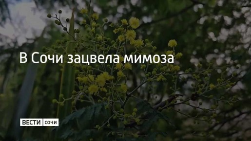 Растение цветет в парке "Дендрарий"