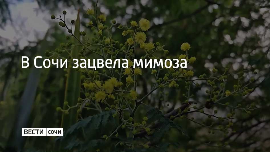 Растение цветет в парке "Дендрарий"