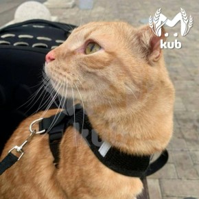 Кошку по имени Мамура, которая путешествовала из Анапы домой в Сибирь, задержали в аэропорту Краснодара сотрудники S7