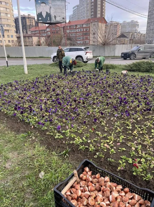 170 тысяч цветов высадили в Анапе на зимовку 170 тысяч цветов высадили в Анапе на зимовку