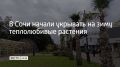 На курорте укрывают агавы, саговники, кордилины, цитрусовые и молодые пальмы