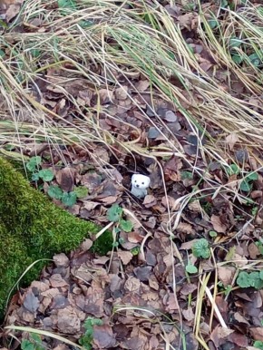 Шуба есть, а снега нет. Ласка, переодевшаяся к зиме, будто оказалась застигнута врасплох