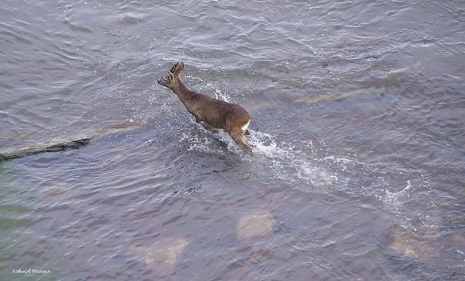 Фотограф снял бегущую по морю косулю
