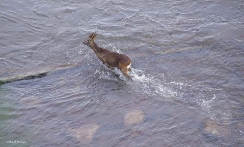 Фотограф снял бегущую по морю косулю