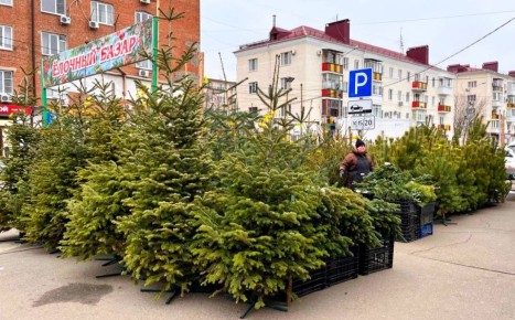 Первые ёлочные базары заработали в Краснодаре!