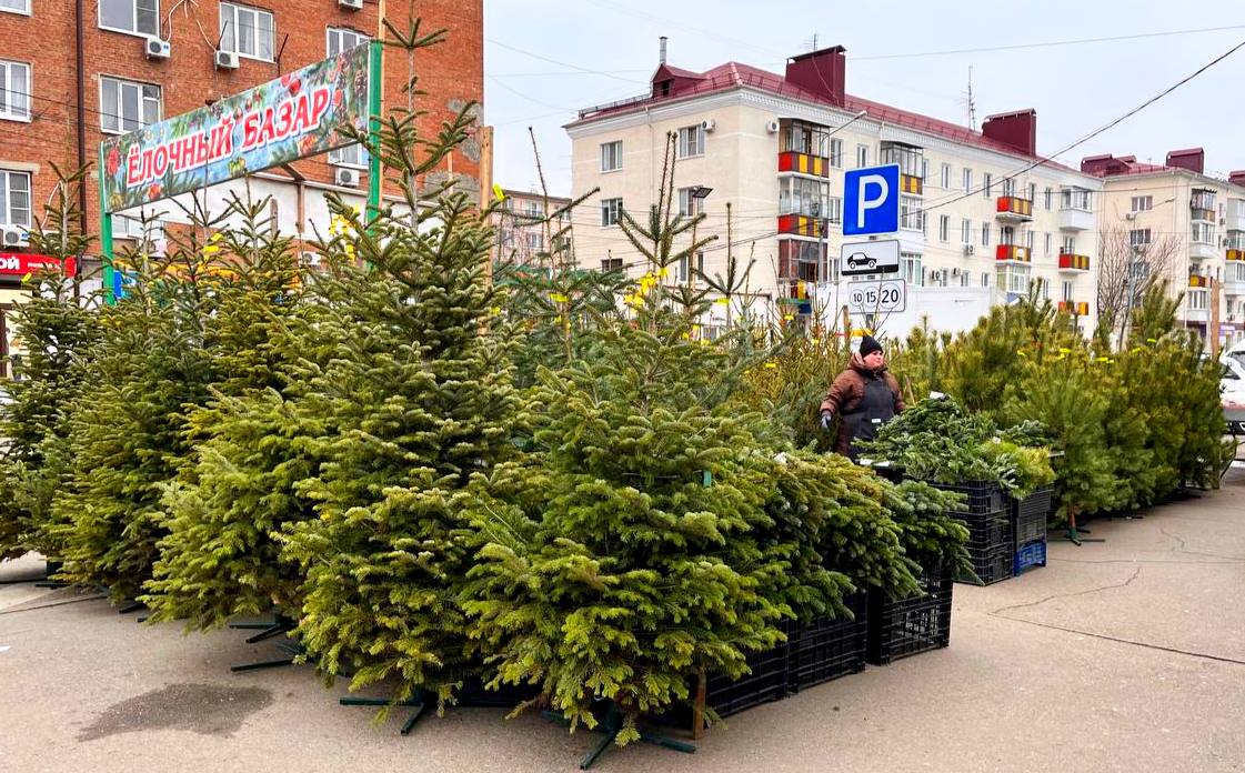 Первые ёлочные базары заработали в Краснодаре!