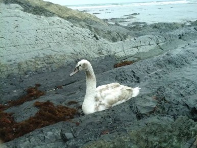 Показываем лебедя на зимовке