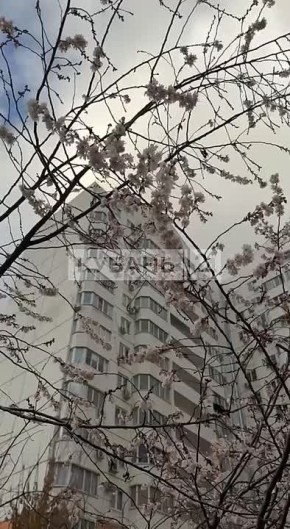 Декабрьский Краснодар продолжает цвести