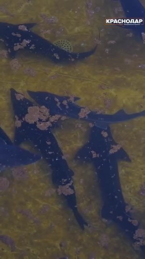 Ближе к природе. Основная цель - создать условия для выращивания рыбы, максимально приближенные к естественной среде обитания