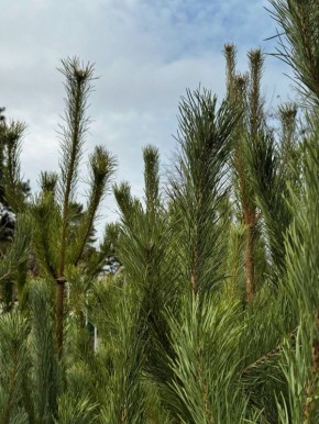 Ёлочные базары Краснодара открыты