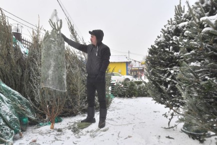 Живая ёлка может быть опасна для здоровья