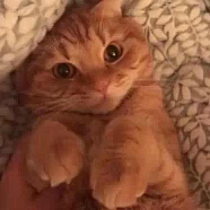 В краснодарском аэропорту на борт самолета не пустили рыжего котика