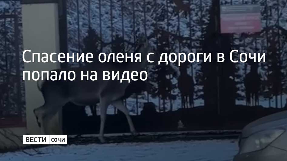 Спасение оленя с дороги в Сочи попало на видео