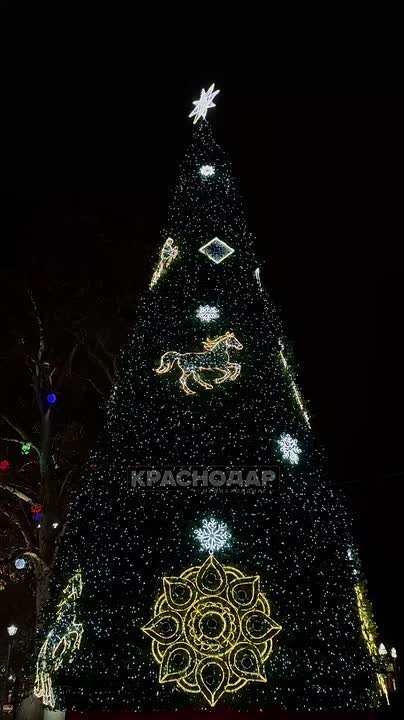 Елка у краевой администрации засияла