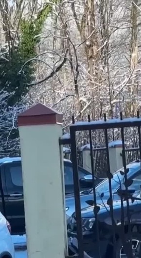 Молодая олениха попала в западню цивилизации