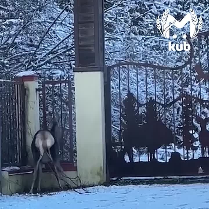 ����� ������ �� ������ � ������� ����� � ����