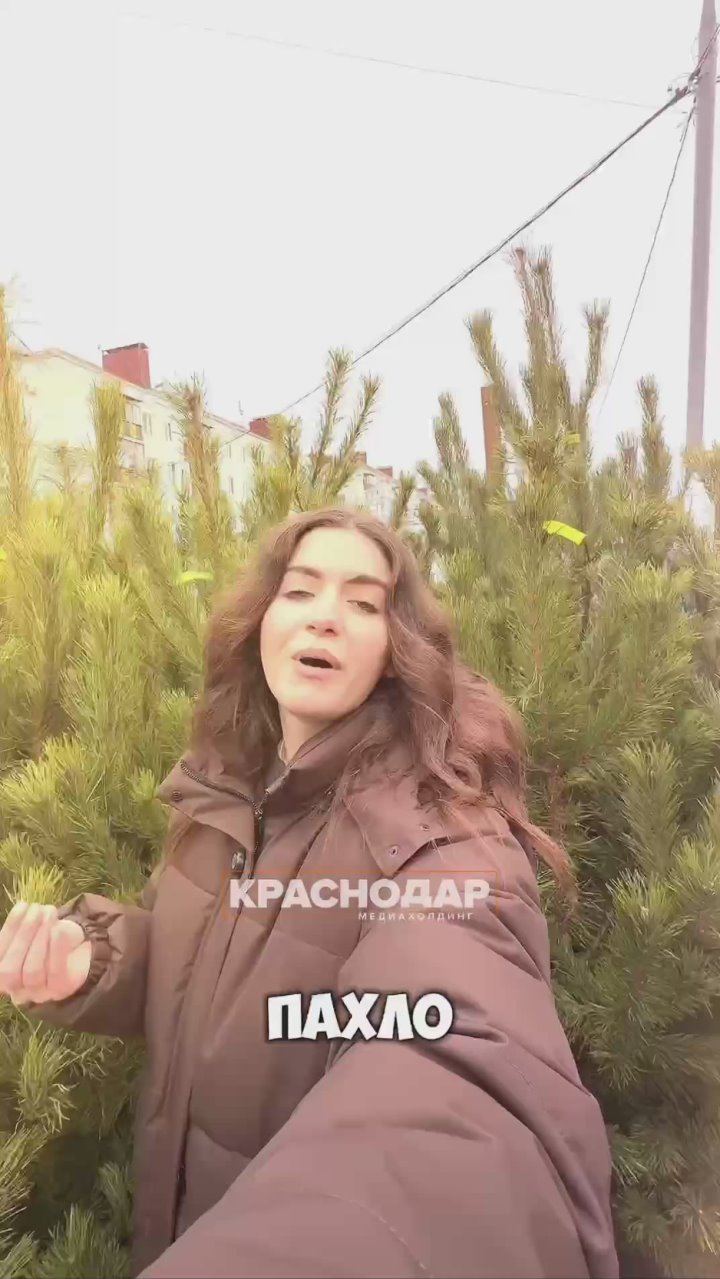 Елку купили? А пора бы уже!