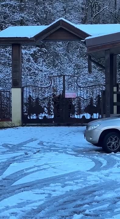 Растерянно ходила вдоль забора: операцию по спасению оленихи провели в горах Сочи