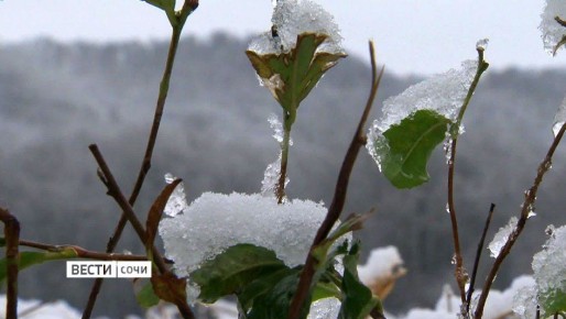 В горном кластере Сочи ожидается налипание снега