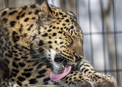 Хоста продолжит быть частью Кабардино-Балкарии