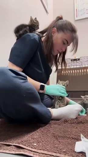 Тяжелые будни ветврача