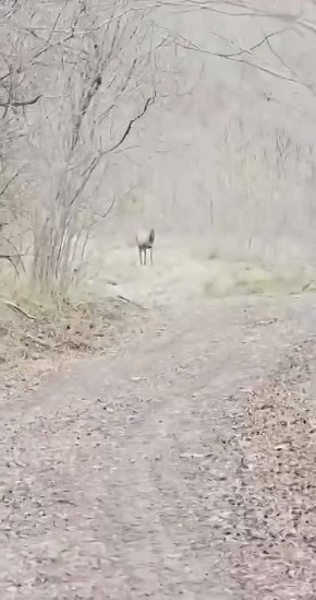 Самый волшебный житель заповедника попал в объектив камеры