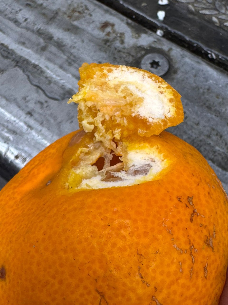 Партия мандаринов с личинками пришла из Турции в порт Новороссийска