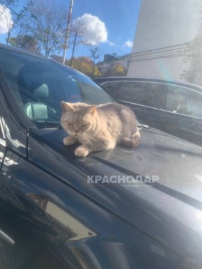 Продолжаем нашу ежедневную рубрику «Краснокадр»