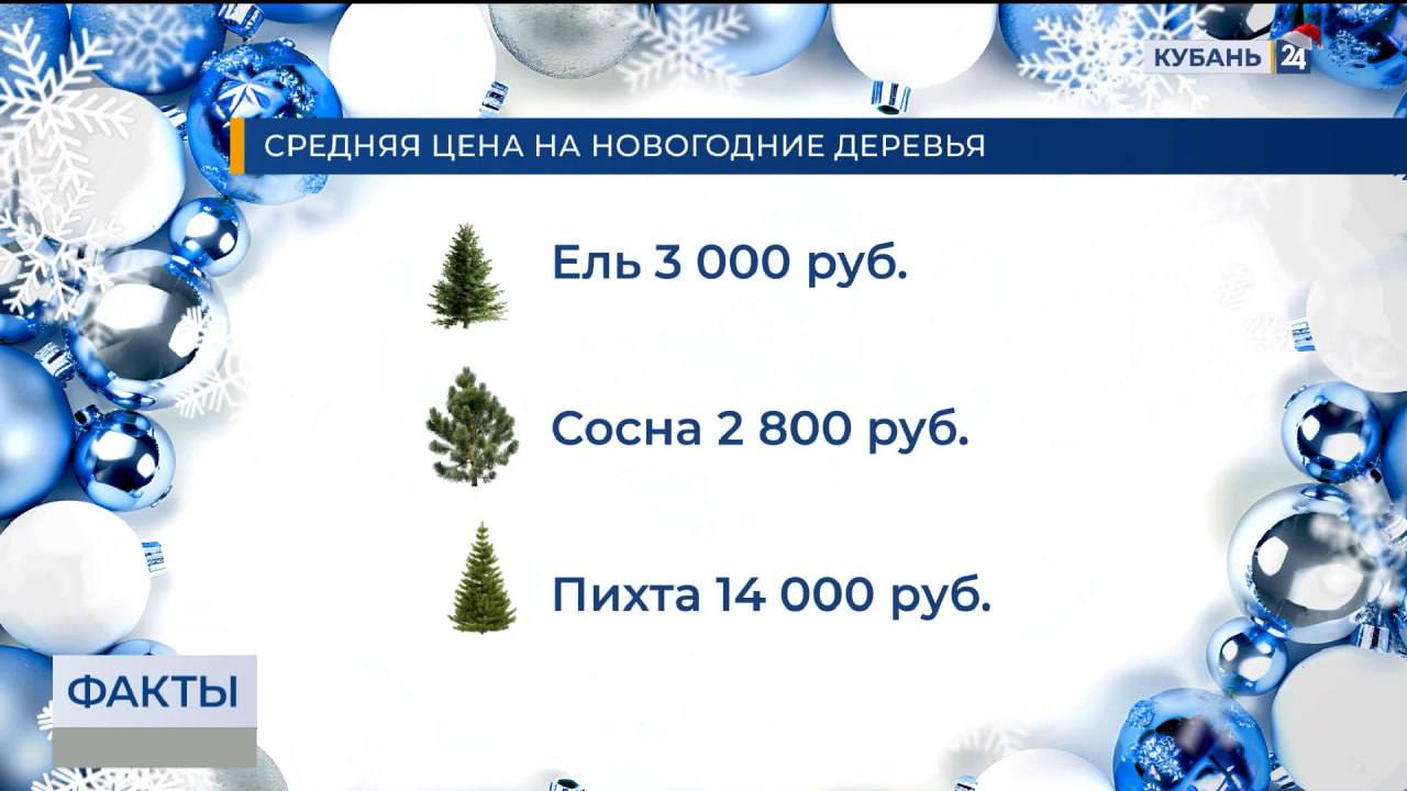 37 тыс. хвойных деревьев завезли на Кубань к новогодним и рождественским праздникам 37 тыс. хвойных деревьев завезли на Кубань к новогодним и рождественским праздникам