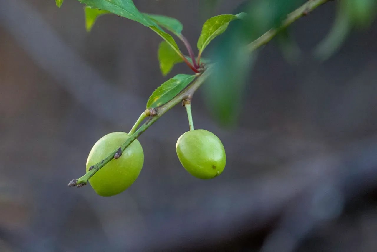 В Новороссийске зацвела и дала плоды алыча В Новороссийске зацвела и дала плоды алыча