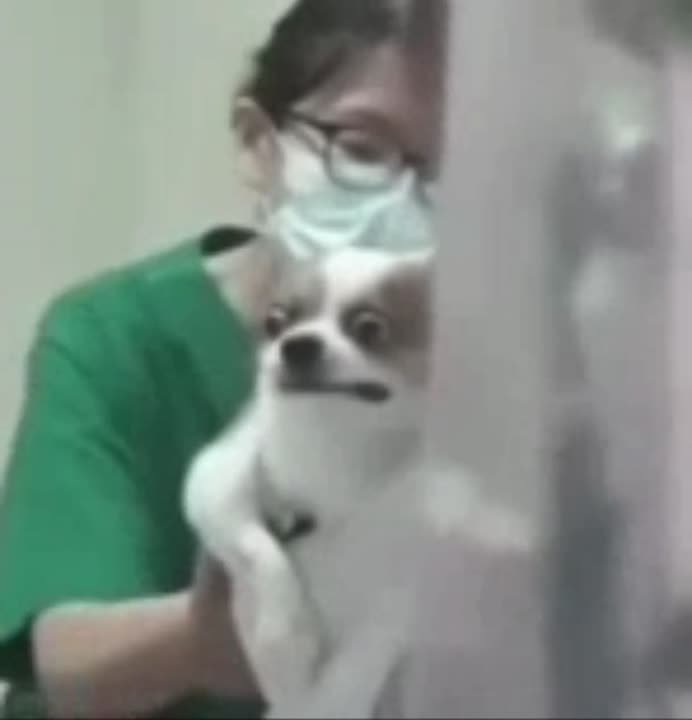 В России хотят ввести налоговый вычет за ветеринарные услуги