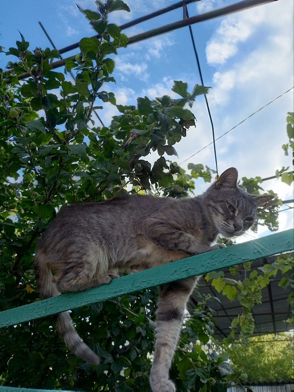 Доброе утро, Кубань!. Краснодар +7 °С Доброе утро, Кубань!. Краснодар +7 °С