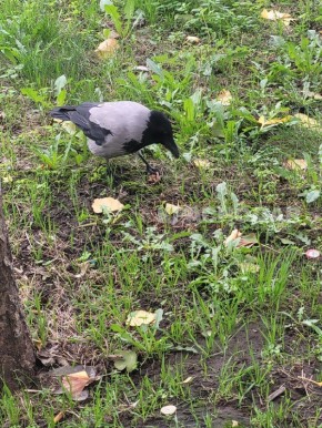 ���������� ���� ���������� ������� �����������