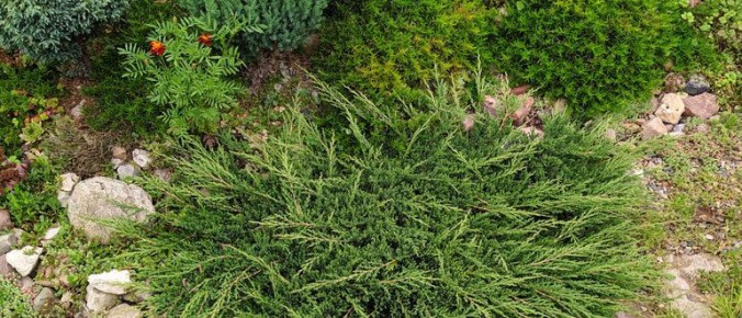 Уход за казацким можжевельником: секреты и советы