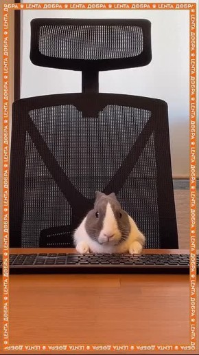 ����� ����������� ��� ��������� ������