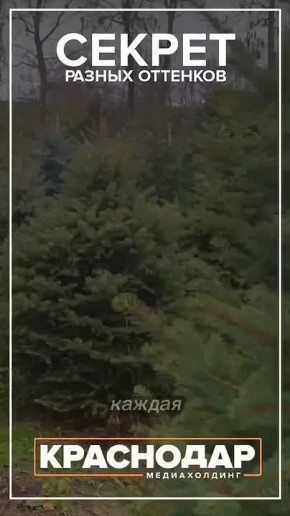 Ёлки все разные!. Они в разных количествах выделяют эфирные масла