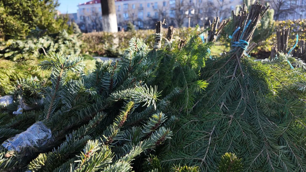 В АРМАВИРЕ ОТКРЫЛИСЬ ЕЛОЧНЫЕ БАЗАРЫ В АРМАВИРЕ ОТКРЫЛИСЬ ЕЛОЧНЫЕ БАЗАРЫ