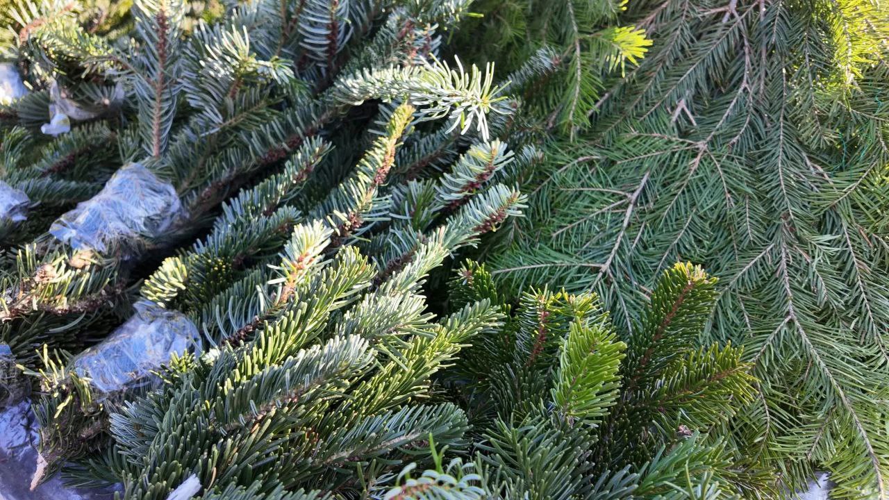 В АРМАВИРЕ ОТКРЫЛИСЬ ЕЛОЧНЫЕ БАЗАРЫ В АРМАВИРЕ ОТКРЫЛИСЬ ЕЛОЧНЫЕ БАЗАРЫ