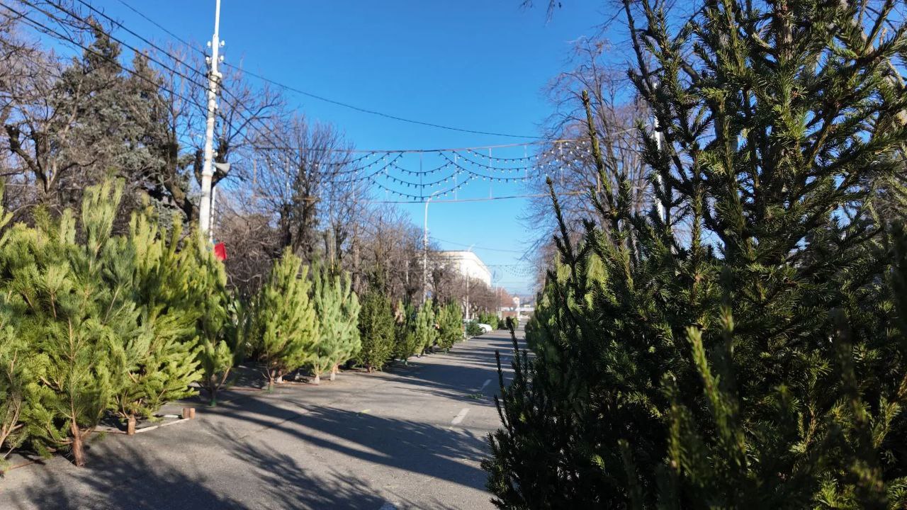 В АРМАВИРЕ ОТКРЫЛИСЬ ЕЛОЧНЫЕ БАЗАРЫ В АРМАВИРЕ ОТКРЫЛИСЬ ЕЛОЧНЫЕ БАЗАРЫ