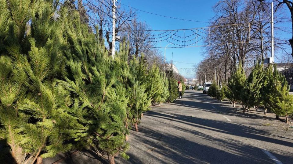 В АРМАВИРЕ ОТКРЫЛИСЬ ЕЛОЧНЫЕ БАЗАРЫ