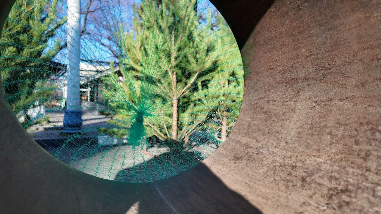 В АРМАВИРЕ ОТКРЫЛИСЬ ЕЛОЧНЫЕ БАЗАРЫ В АРМАВИРЕ ОТКРЫЛИСЬ ЕЛОЧНЫЕ БАЗАРЫ