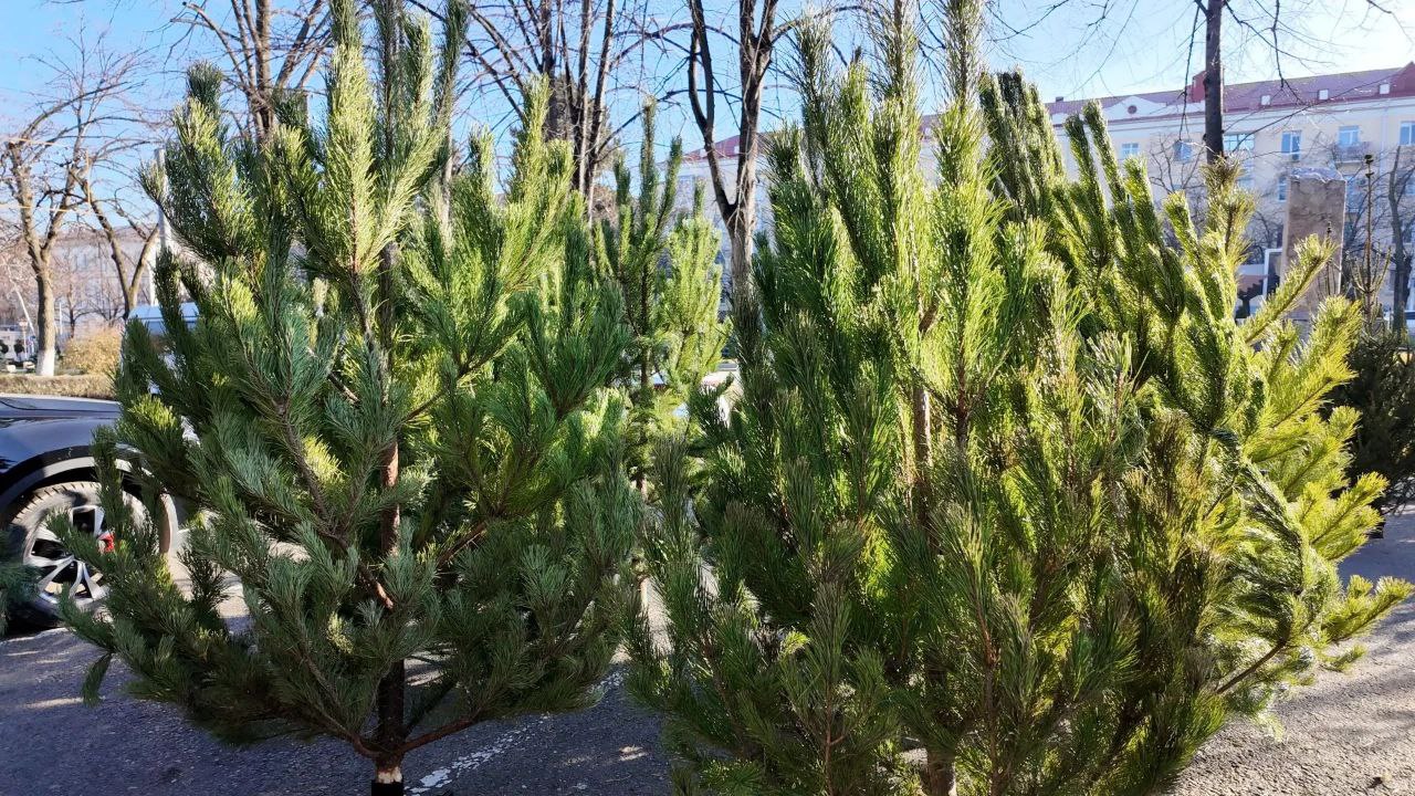 В АРМАВИРЕ ОТКРЫЛИСЬ ЕЛОЧНЫЕ БАЗАРЫ В АРМАВИРЕ ОТКРЫЛИСЬ ЕЛОЧНЫЕ БАЗАРЫ