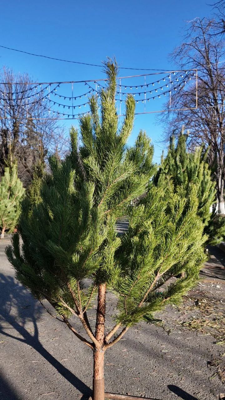 В АРМАВИРЕ ОТКРЫЛИСЬ ЕЛОЧНЫЕ БАЗАРЫ В АРМАВИРЕ ОТКРЫЛИСЬ ЕЛОЧНЫЕ БАЗАРЫ