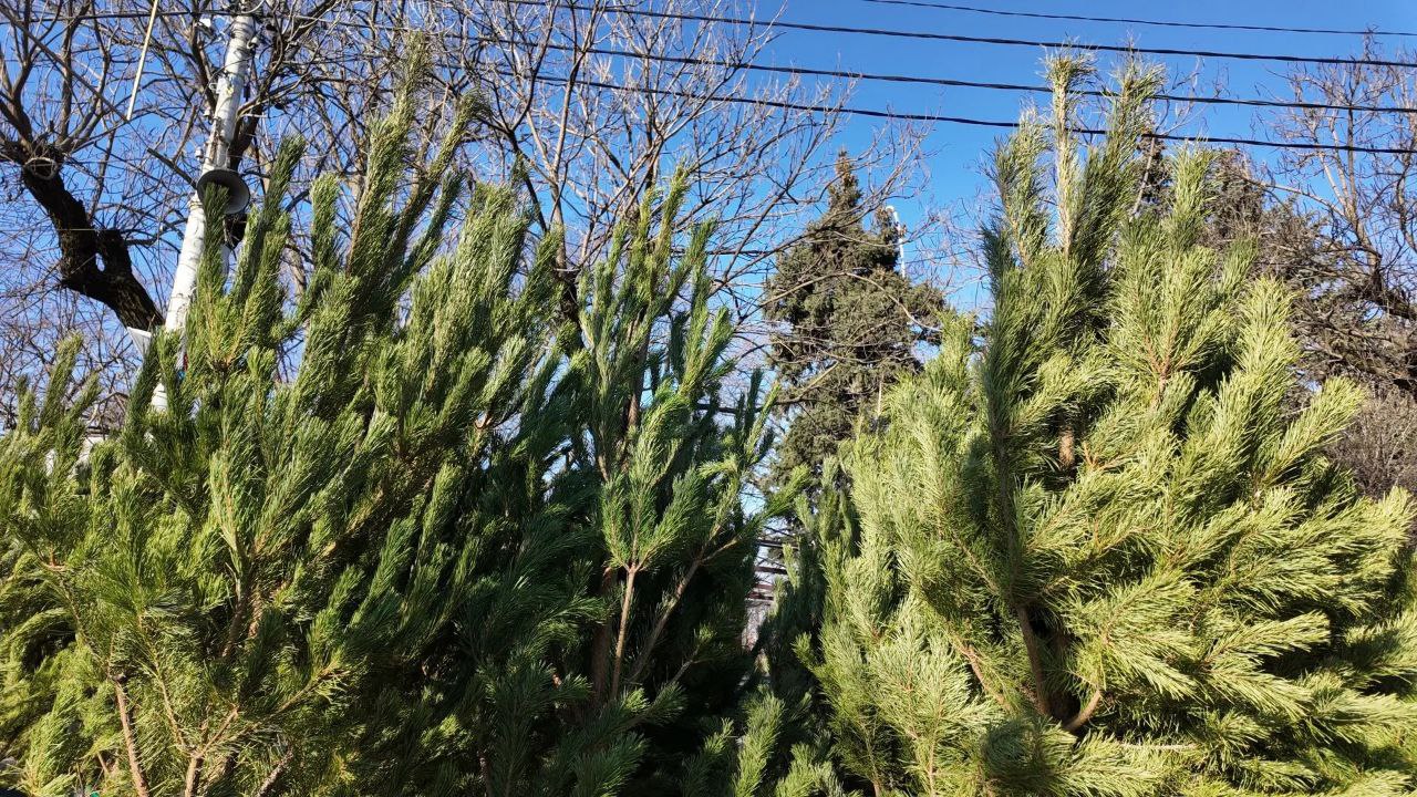 В АРМАВИРЕ ОТКРЫЛИСЬ ЕЛОЧНЫЕ БАЗАРЫ В АРМАВИРЕ ОТКРЫЛИСЬ ЕЛОЧНЫЕ БАЗАРЫ