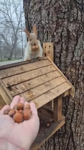 � ������������ ���� �������� �������� ��� �����