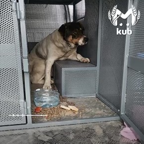 Краснодарский приют для бездомных животных дал совет, как избежать нападения агрессивной собаки