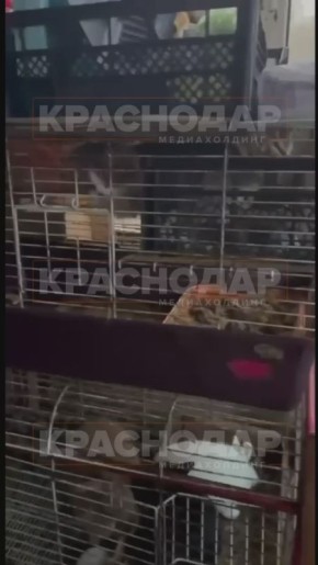 Зооволонтеры нашли под Ростовом «фабрику смерти»