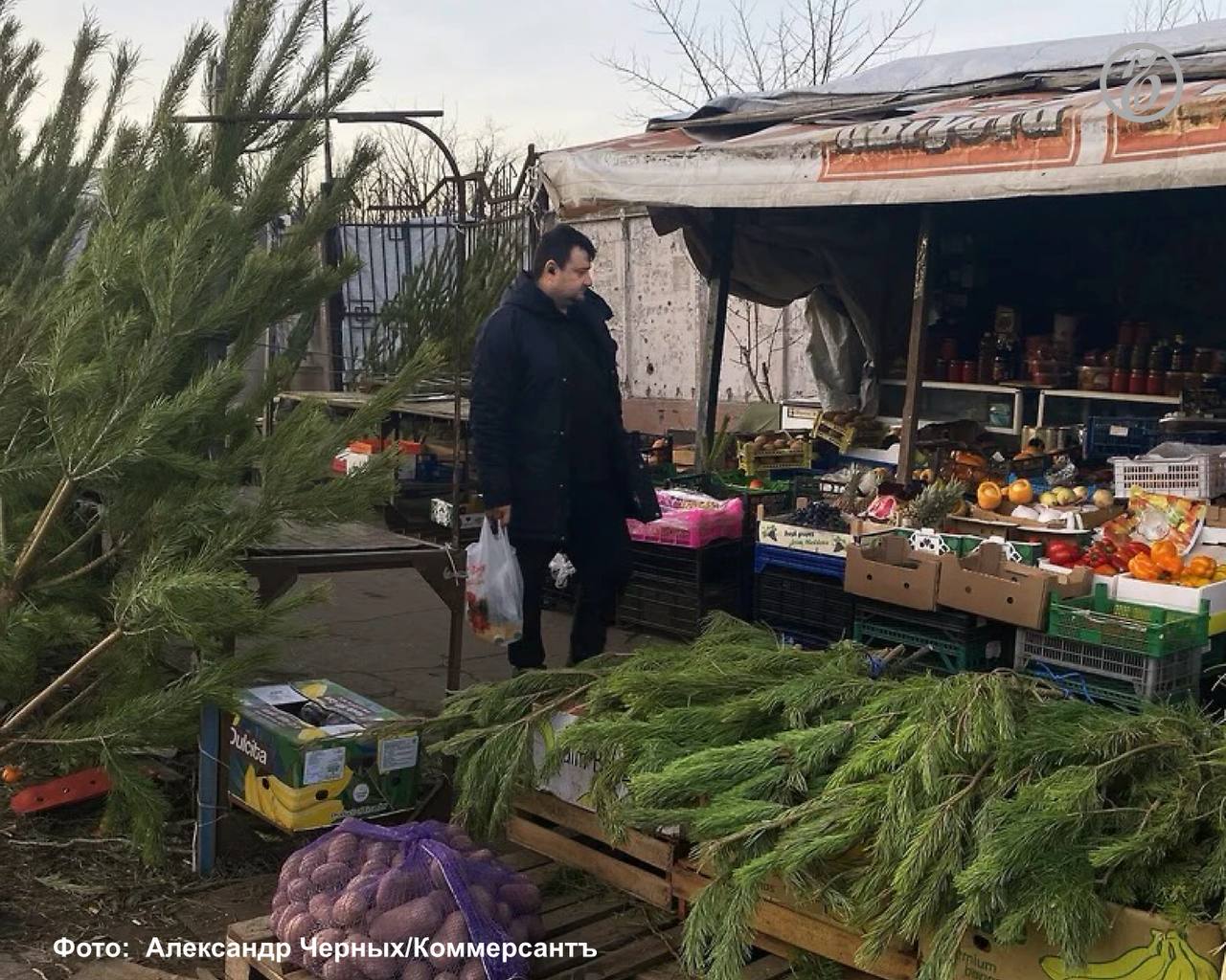 На елочных базарах в Краснодаре цена одного метра живой ели в декабре 2025 года начинается от 800 руб