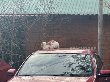 ���������� ���� ���������� ������� �����������